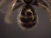 Seladonia sp.